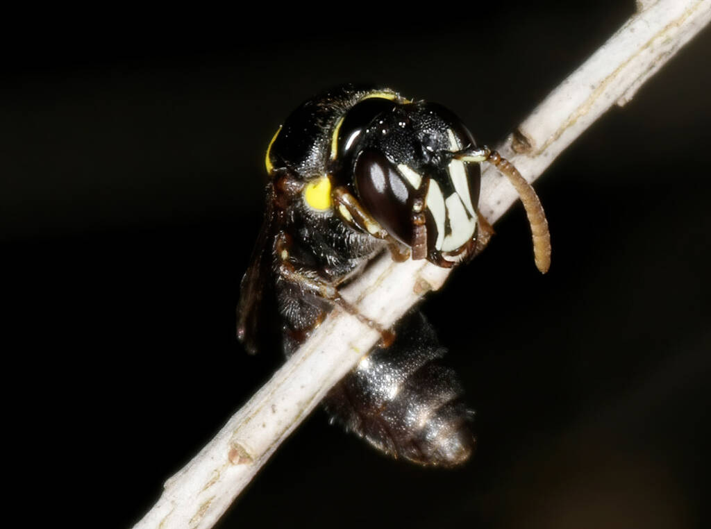 Hylaeus (Hylaeorhiza) nubilosus male roosting © Marc Newman
