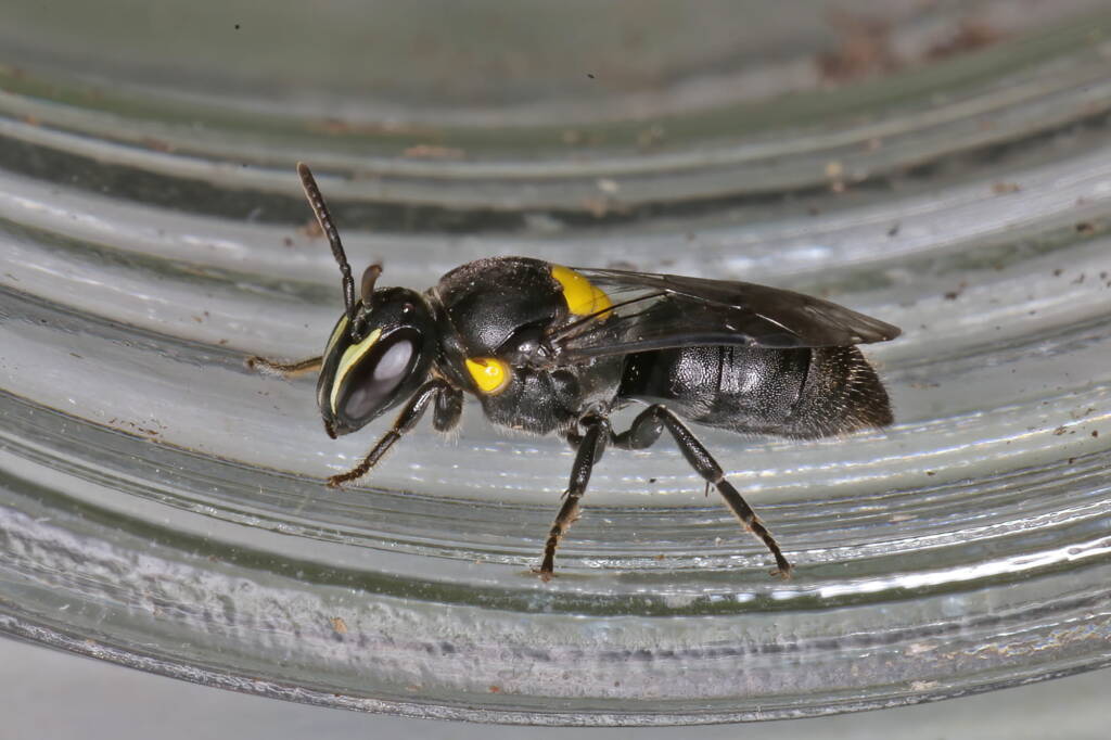 Hylaeus (Hylaeorhiza) nubilosus © Marc Newman