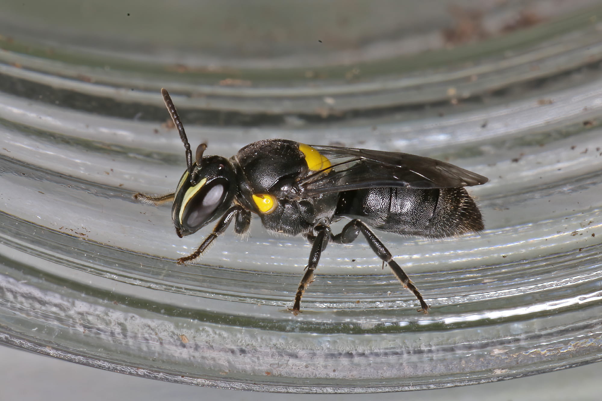 Hylaeus (Hylaeorhiza) nubilosus © Marc Newman