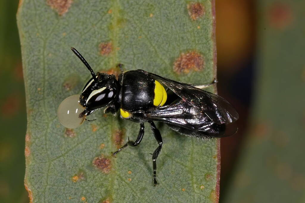 Hylaeus (Hylaeorhiza) nubilosus female bubbling © Marc Newman