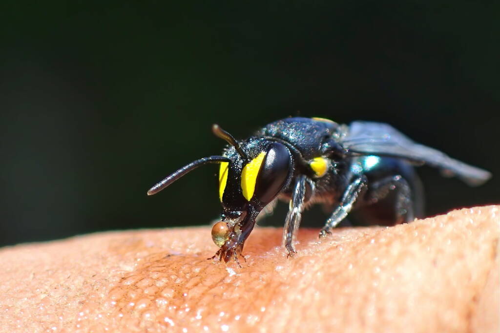 Hylaeus violaceus © Gary Taylor