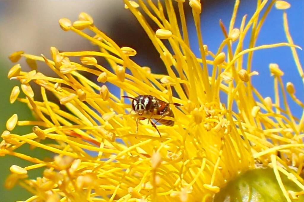 Hylaeus vittatifrons, Midwest WA © Gary Taylor