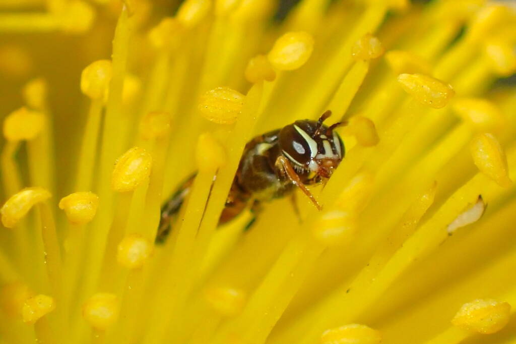 Hylaeus vittatifrons, Midwest WA © Gary Taylor