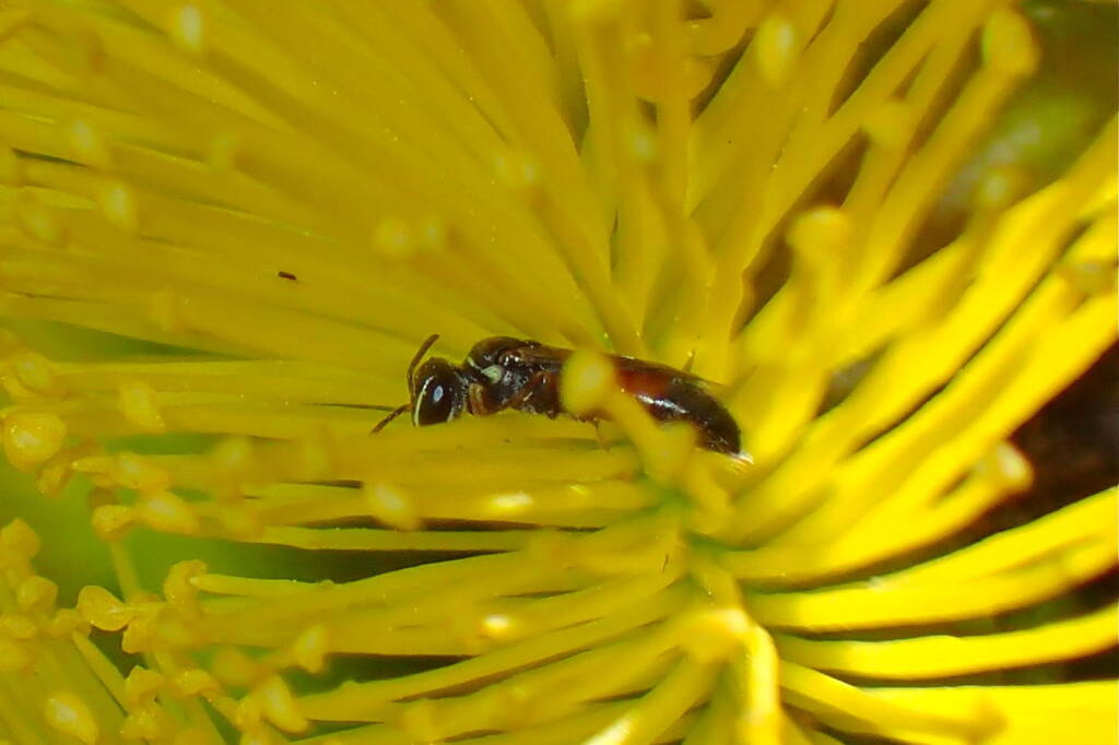 Hylaeus vittatifrons, Midwest WA © Gary Taylor