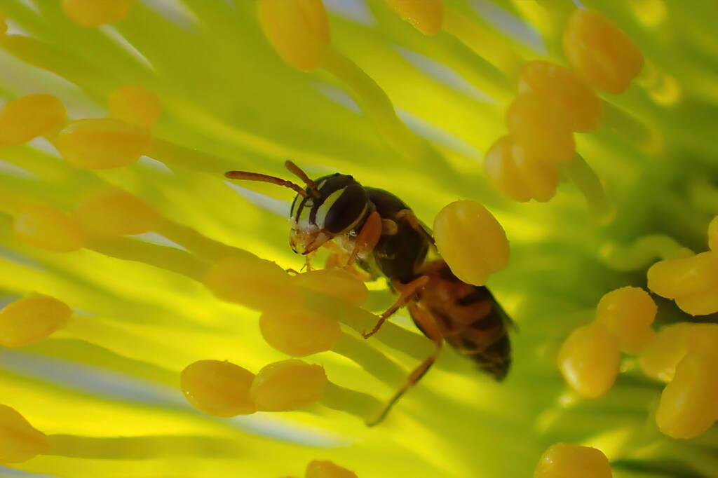 Hylaeus vittatifrons, Midwest WA © Gary Taylor