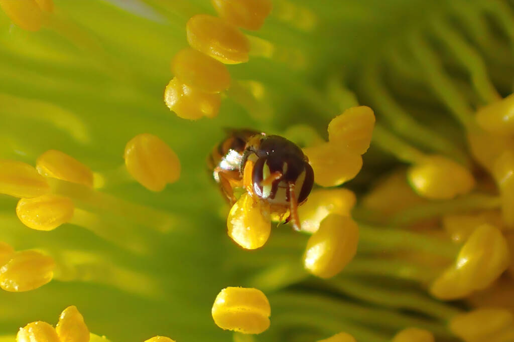 Hylaeus vittatifrons, Midwest WA © Gary Taylor