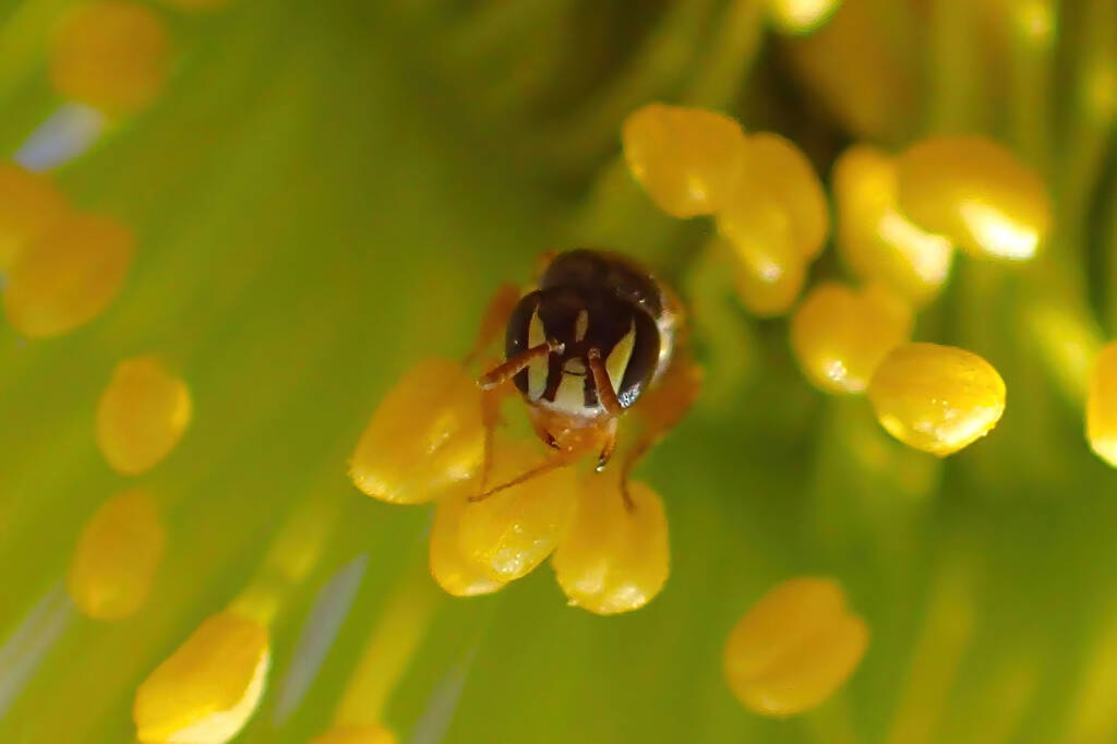 Hylaeus vittatifrons, Midwest WA © Gary Taylor