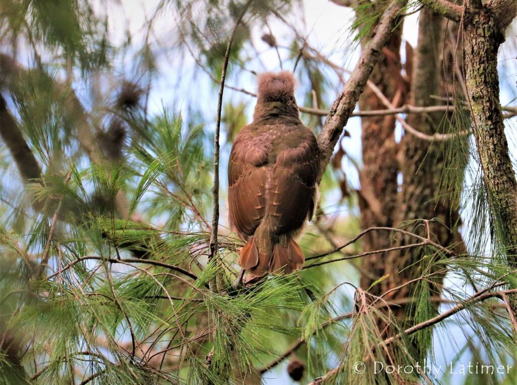 Juvenile Satin Bowerbird, Lamington National Park, QLD © Dorothy Latimer