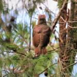 Juvenile Satin Bowerbird, Lamington National Park, QLD © Dorothy Latimer