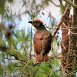 Juvenile Satin Bowerbird, Lamington National Park, QLD © Dorothy Latimer