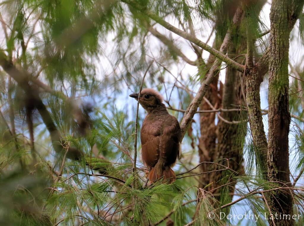 Juvenile Satin Bowerbird, Lamington National Park, QLD © Dorothy Latimer
