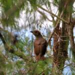 Juvenile Satin Bowerbird, Lamington National Park, QLD © Dorothy Latimer
