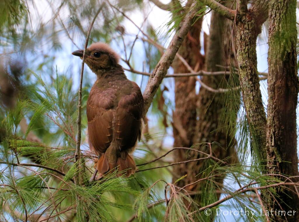 Juvenile Satin Bowerbird, Lamington National Park, QLD © Dorothy Latimer