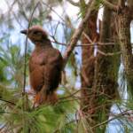 Juvenile Satin Bowerbird, Lamington National Park, QLD © Dorothy Latimer