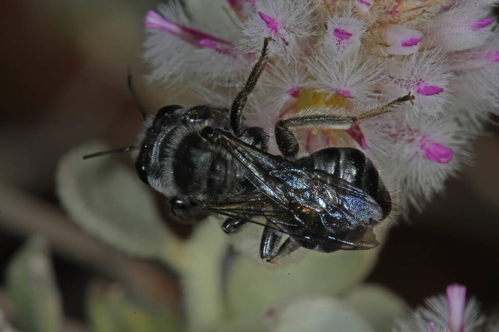 Leioproctus (Alokocolletes) excubitor, Hamelin Pool WA © Marc Newman