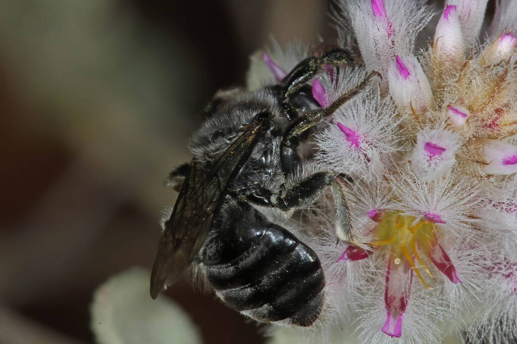 Leioproctus (Alokocolletes) excubitor, Hamelin Pool WA © Marc Newman