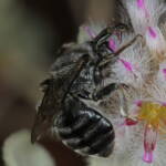 Leioproctus (Alokocolletes) excubitor, Hamelin Pool WA © Marc Newman