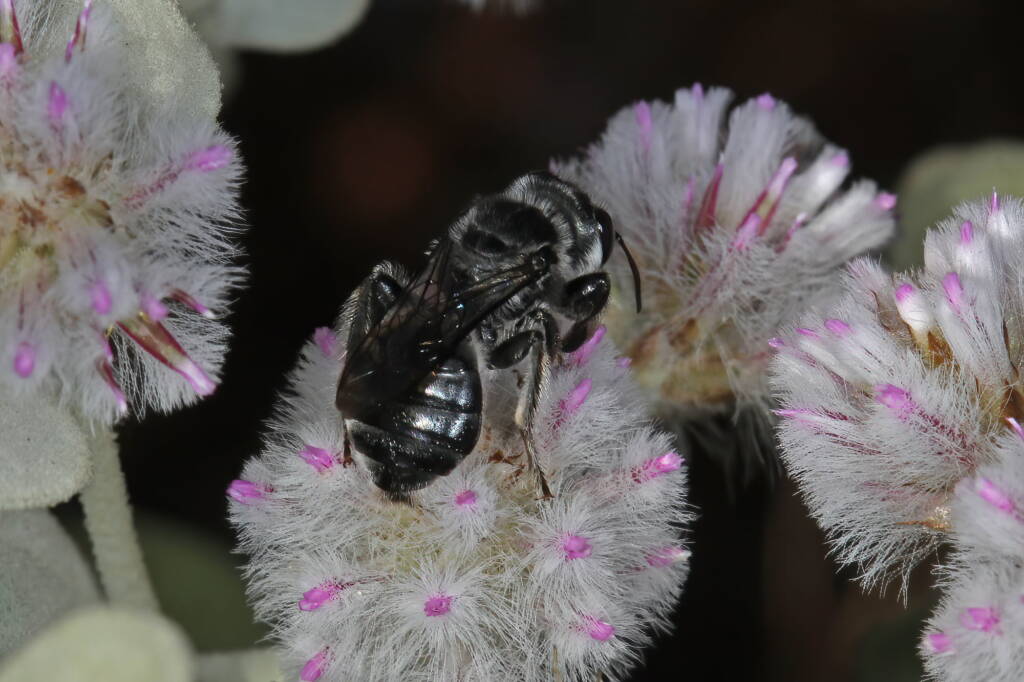 Leioproctus (Alokocolletes) excubitor, Hamelin Pool WA © Marc Newman