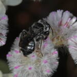 Leioproctus (Alokocolletes) excubitor, Hamelin Pool WA © Marc Newman