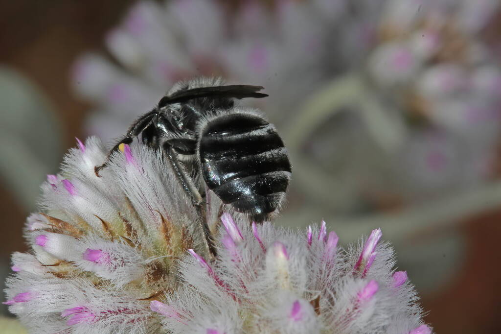 Leioproctus (Alokocolletes) excubitor, Hamelin Pool WA © Marc Newman