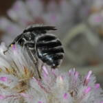 Leioproctus (Alokocolletes) excubitor, Hamelin Pool WA © Marc Newman