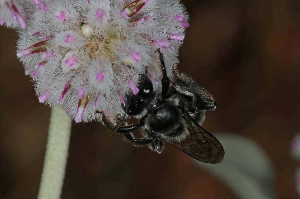 Leioproctus (Alokocolletes) excubitor, Hamelin Pool WA © Marc Newman
