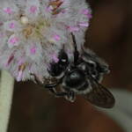 Leioproctus (Alokocolletes) excubitor, Hamelin Pool WA © Marc Newman