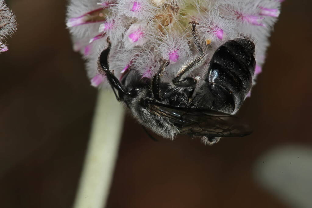 Leioproctus (Alokocolletes) excubitor, Hamelin Pool WA © Marc Newman