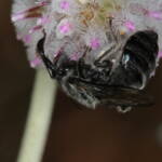 Leioproctus (Alokocolletes) excubitor, Hamelin Pool WA © Marc Newman