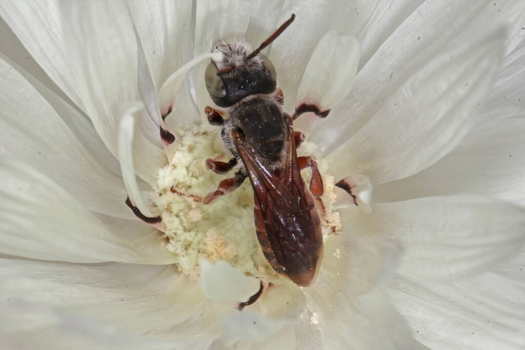 Leioproctus Andrenopsis sp, Mullewa WA © Marc Newman
