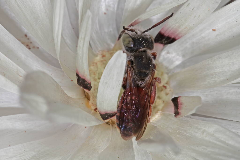 Leioproctus Andrenopsis sp, Mullewa WA © Marc Newman