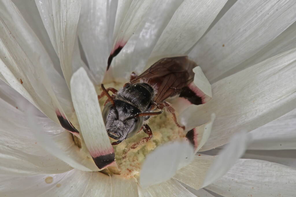 Leioproctus Andrenopsis sp, Mullewa WA © Marc Newman