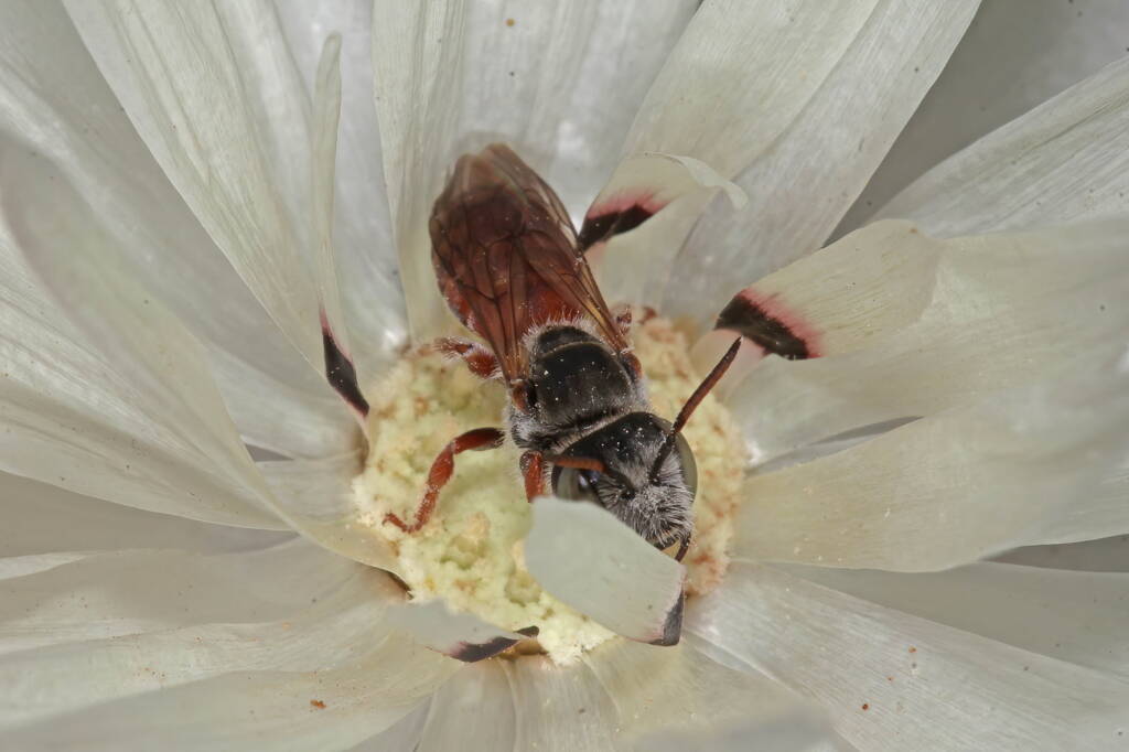 Leioproctus Andrenopsis sp, Mullewa WA © Marc Newman