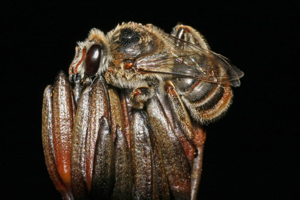Leioproctus (Ceratocolletes) xanthosus on Haemodorum planifolium (Blood Root Lily) © Marc Newman