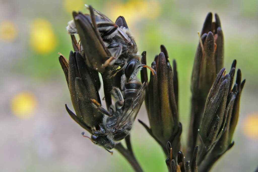 Leioproctus (Ceratocolletes) xanthosus on Haemodorum planifolium (Blood Root Lily) © Marc Newman