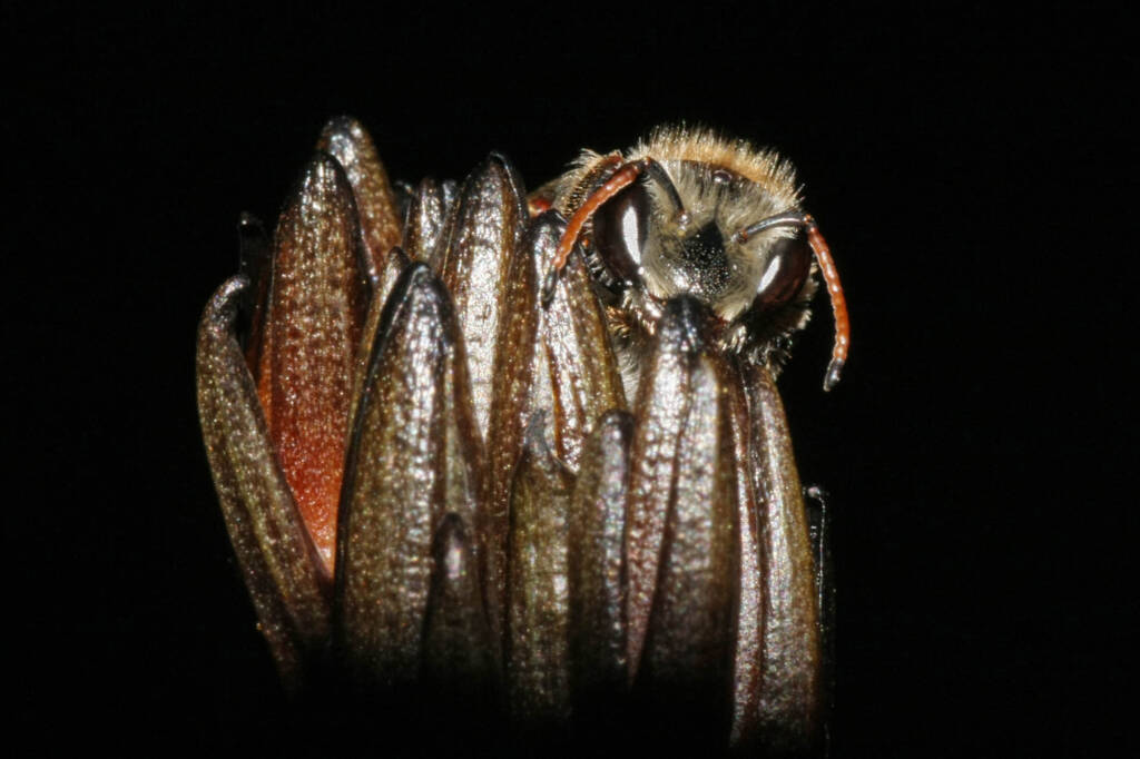 Leioproctus (Ceratocolletes) xanthosus on Haemodorum planifolium (Blood Root Lily) © Marc Newman
