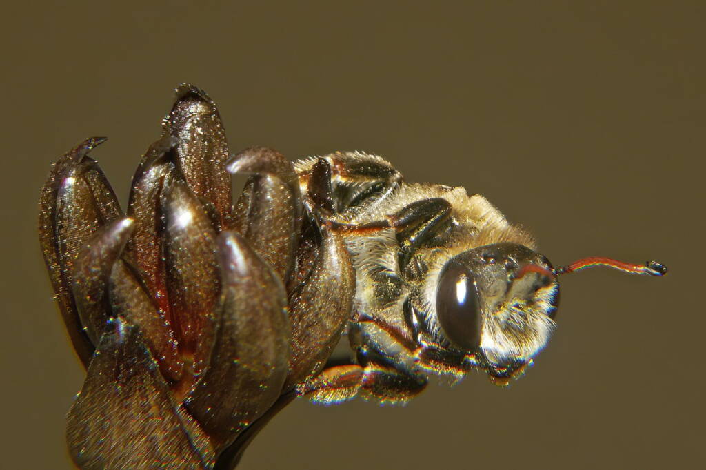 Leioproctus (Ceratocolletes) xanthosus on Haemodorum planifolium (Blood Root Lily) © Marc Newman