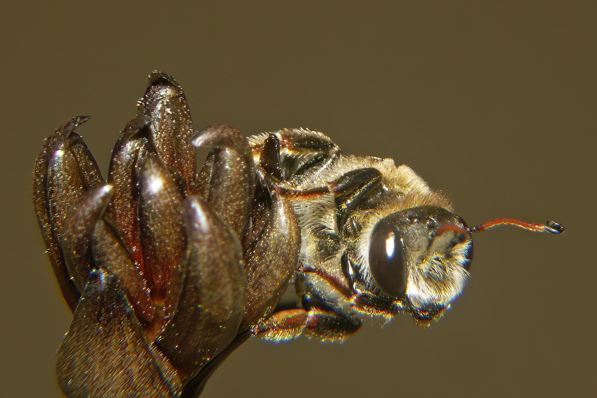 Leioproctus (Ceratocolletes) xanthosus on Haemodorum planifolium (Blood Root Lily) © Marc Newman