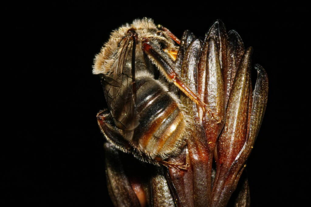 Leioproctus (Ceratocolletes) xanthosus on Haemodorum planifolium (Blood Root Lily) © Marc Newman