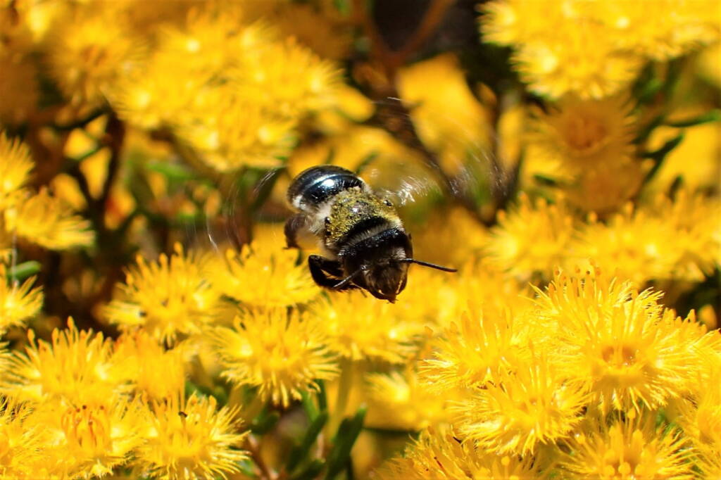 Leioproctus excubitor, Geraldton, Midwest WA © Gary Taylor