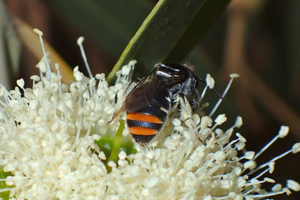 Lipotriches (Austronomia) australica, Midwest WA © Gary Taylor