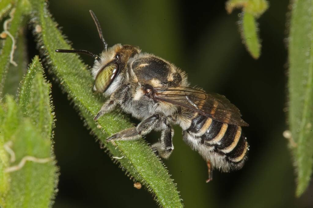 Megachile (Eutricharaea) macularis, Ellery Creek Big Hole, NT © Marc Newman