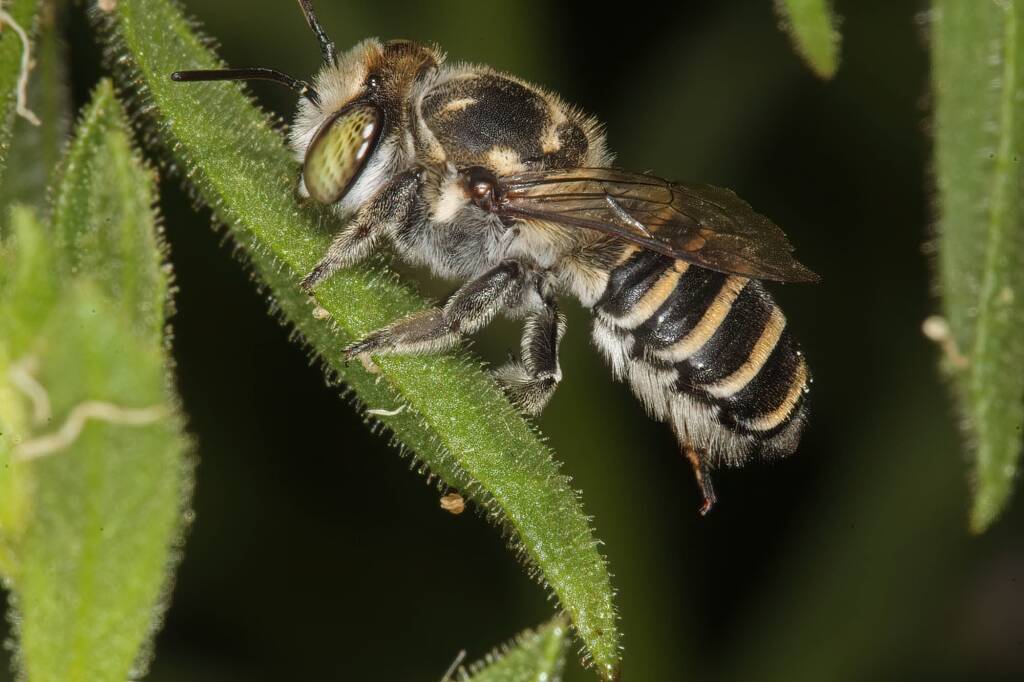 Megachile (Eutricharaea) macularis, Ellery Creek Big Hole, NT © Marc Newman
