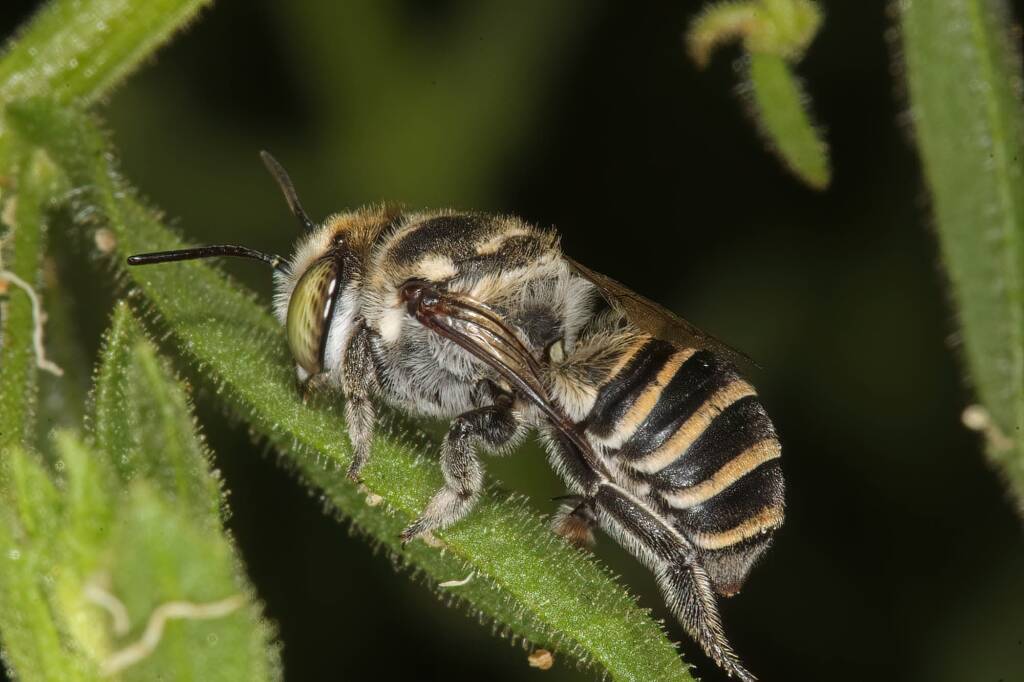 Megachile (Eutricharaea) macularis, Ellery Creek Big Hole, NT © Marc Newman