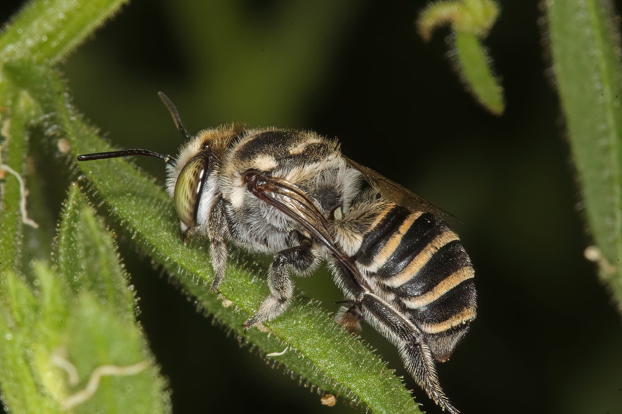 Megachile (Eutricharaea) macularis, Ellery Creek Big Hole, NT © Marc Newman