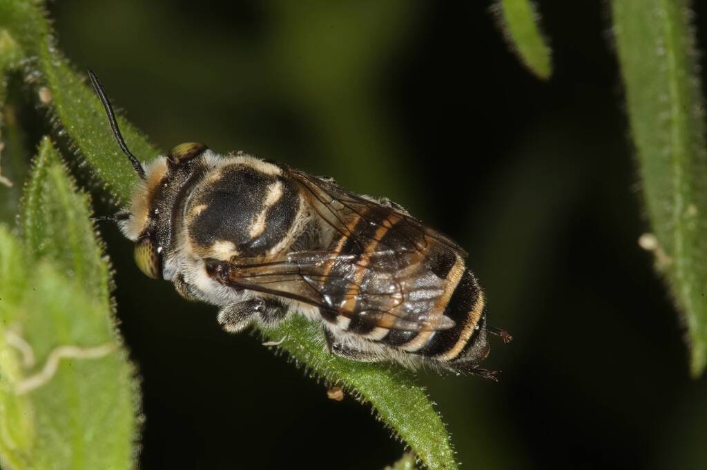 Megachile (Eutricharaea) macularis, Ellery Creek Big Hole, NT © Marc Newman