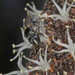 Meroglossa impressifrons penetrata on Xanthorrhoea johnsonii © Marc Newman