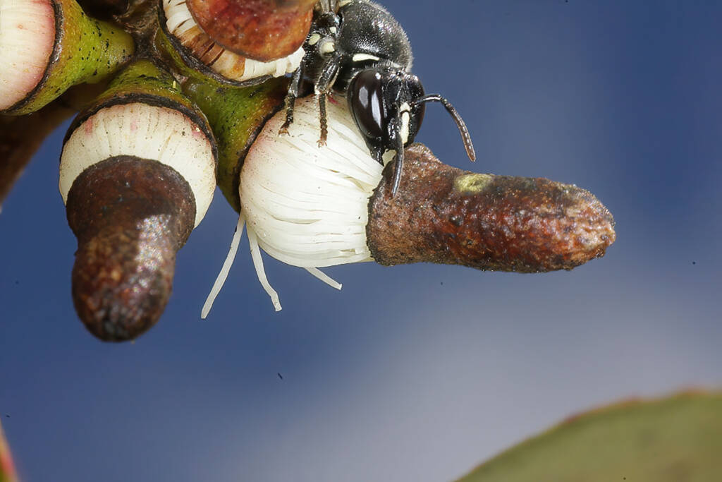Meroglossa impressifrons penetrata female on Eucalyptus infera removing the operculum from a partially dehised bud © Marc Newman