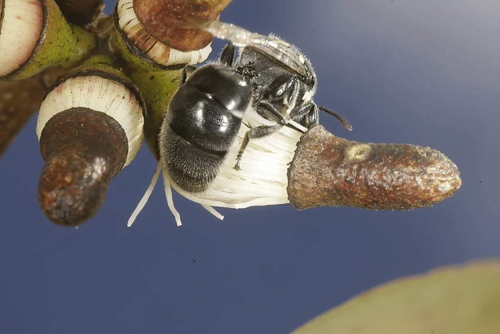 Meroglossa impressifrons penetrata female on Eucalyptus infera removing the operculum from a partially dehised bud © Marc Newman