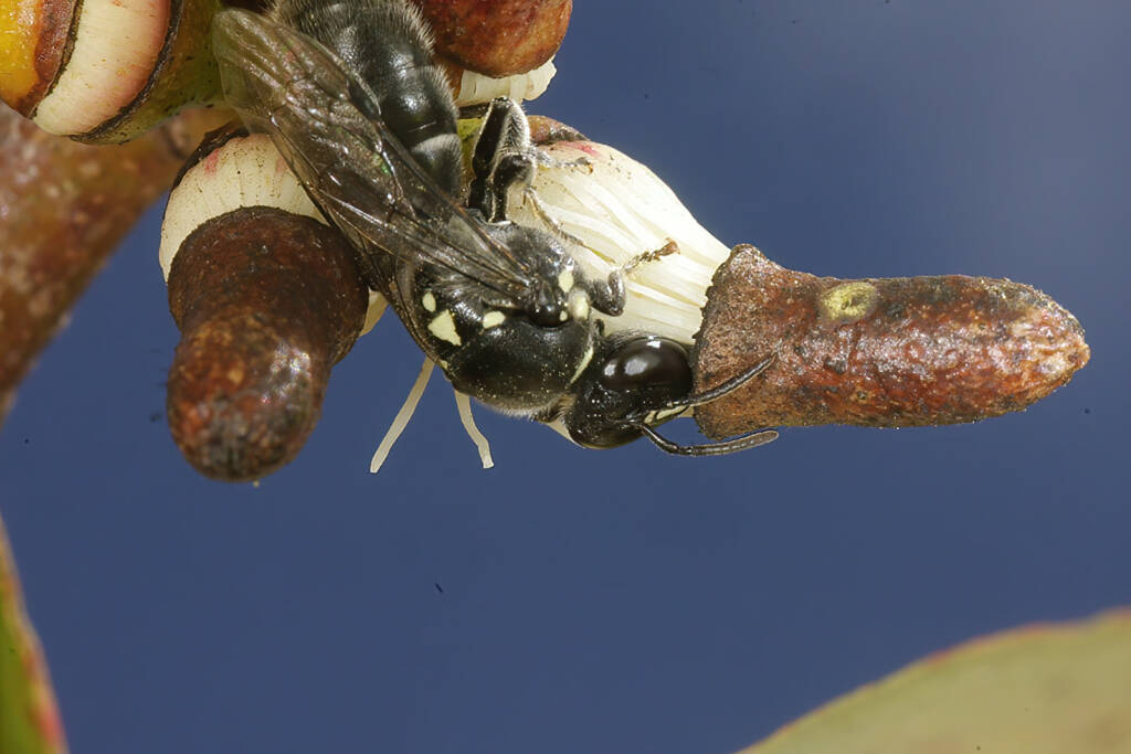 Meroglossa impressifrons penetrata female on Eucalyptus infera removing the operculum from a partially dehised bud © Marc Newman